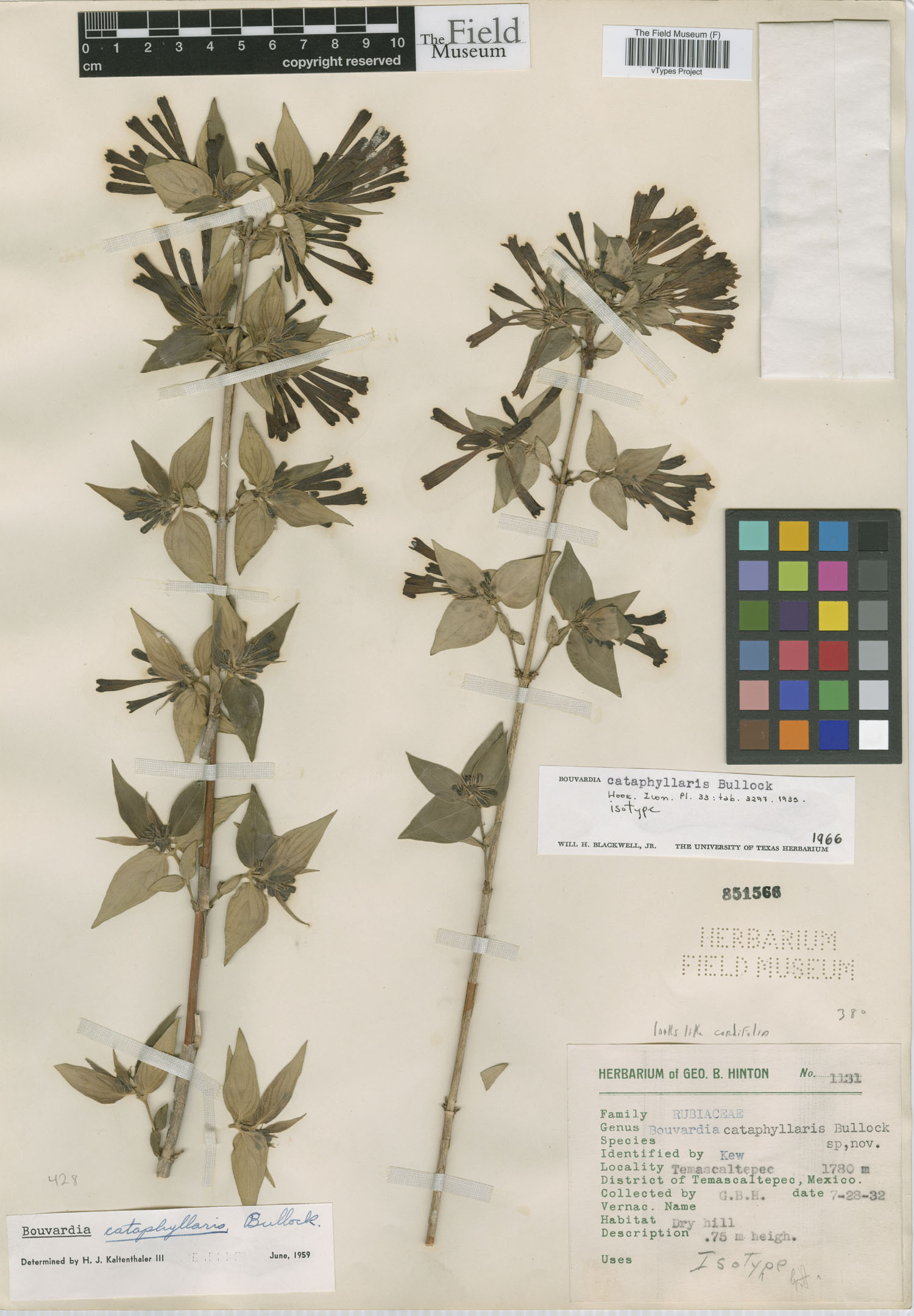 Bouvardia cataphyllaris image