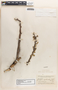 Jatropha dioica image