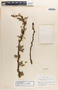 Jatropha dioica image
