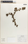 Jatropha dioica image