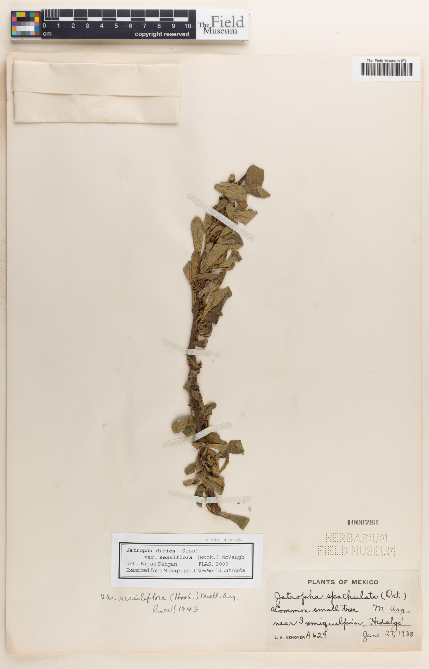 Jatropha dioica var. dioica image