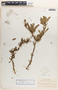 Jatropha dioica var. dioica image