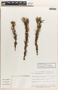 Jatropha dioica image