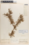 Jatropha dioica image