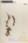 Jatropha dioica image