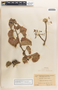 Jatropha giffordiana image