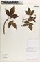 Jatropha gossypiifolia image