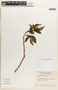 Jatropha gossypiifolia image