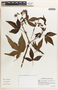 Jatropha gossypiifolia image