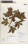 Jatropha gossypiifolia image