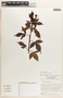 Jatropha gossypiifolia image
