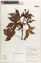Jatropha gossypiifolia image