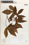 Jatropha gossypiifolia image