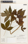 Jatropha gossypiifolia image