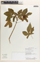 Jatropha gossypiifolia image