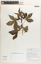 Jatropha gossypiifolia image