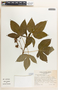 Jatropha gossypiifolia image