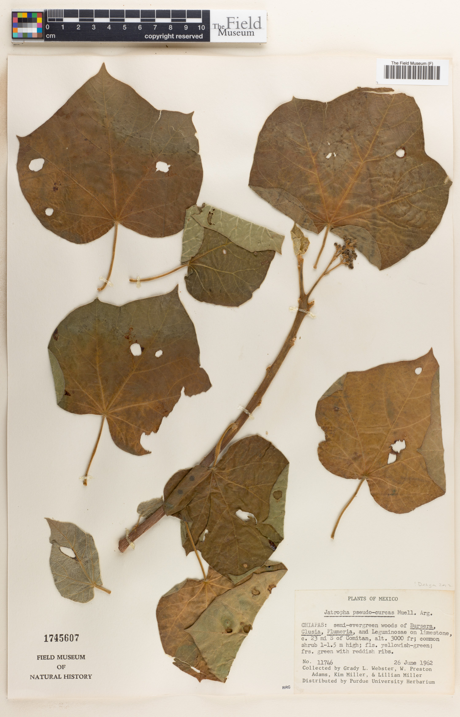 Jatropha pseudocurcas image