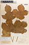 Jatropha podagrica image