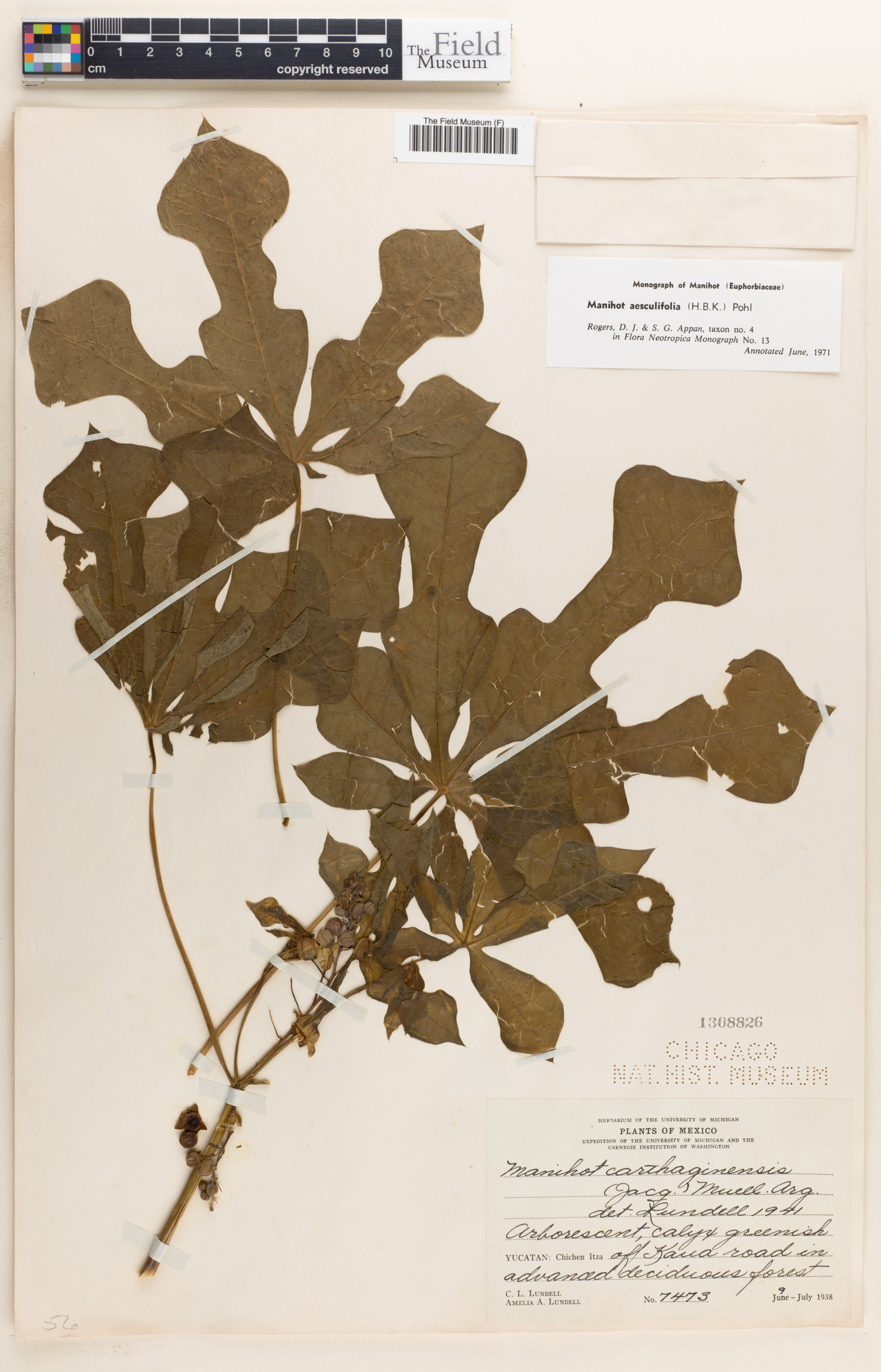 Manihot aesculifolia image