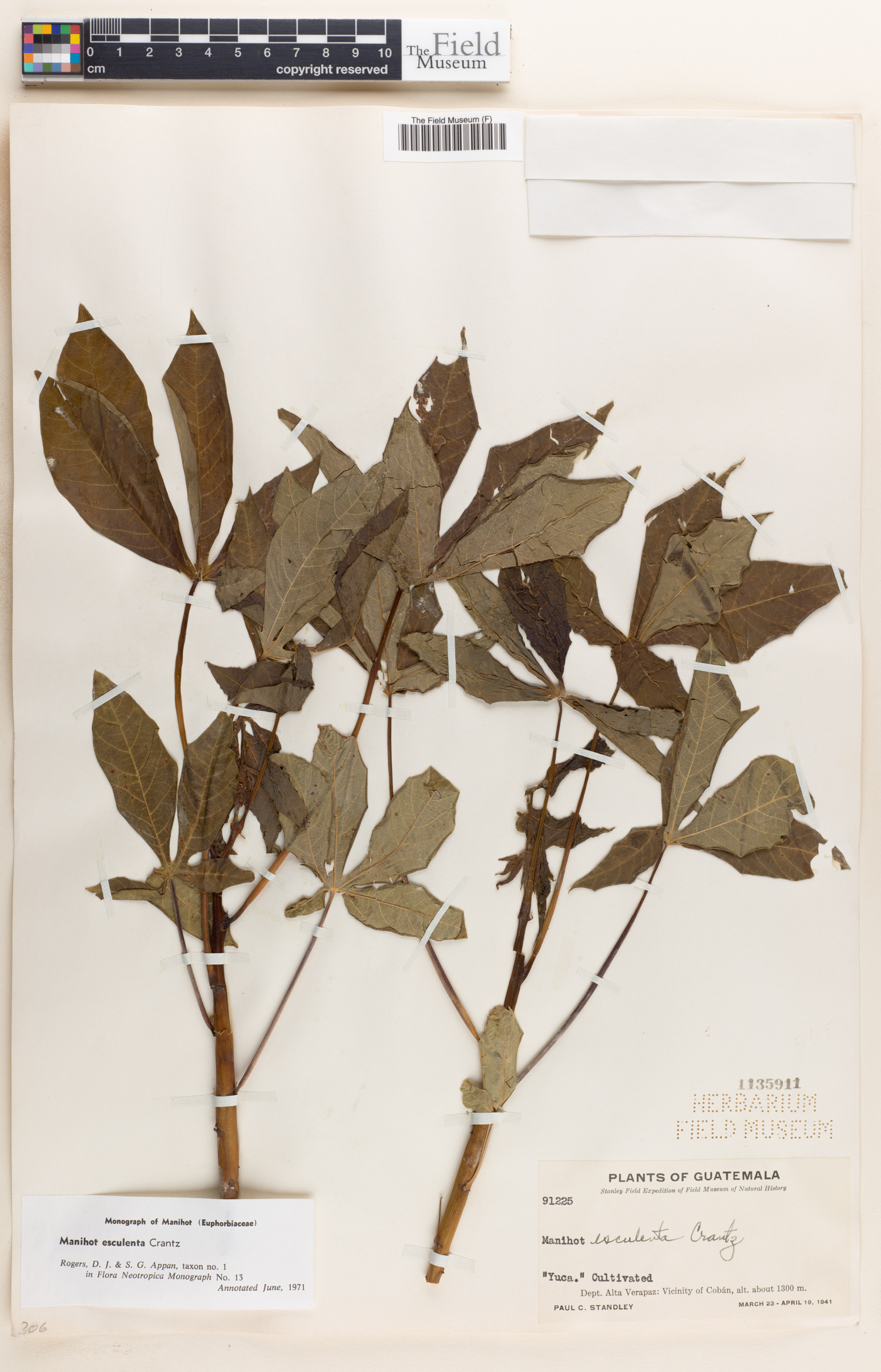 Manihot esculenta image