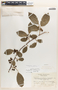 Margaritaria nobilis image