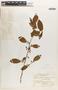 Margaritaria nobilis image