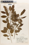 Margaritaria nobilis image