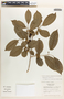 Margaritaria nobilis image