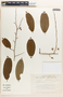 Margaritaria nobilis image
