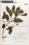 Margaritaria nobilis image