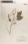 Margaritaria nobilis image