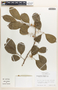 Margaritaria nobilis image