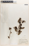 Margaritaria nobilis image