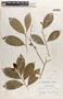 Margaritaria nobilis image