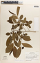 Margaritaria nobilis image