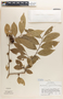 Margaritaria nobilis image
