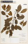 Margaritaria nobilis image