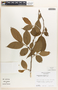 Margaritaria nobilis image