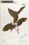 Margaritaria nobilis image