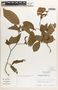 Margaritaria nobilis image