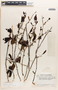 Margaritaria nobilis image