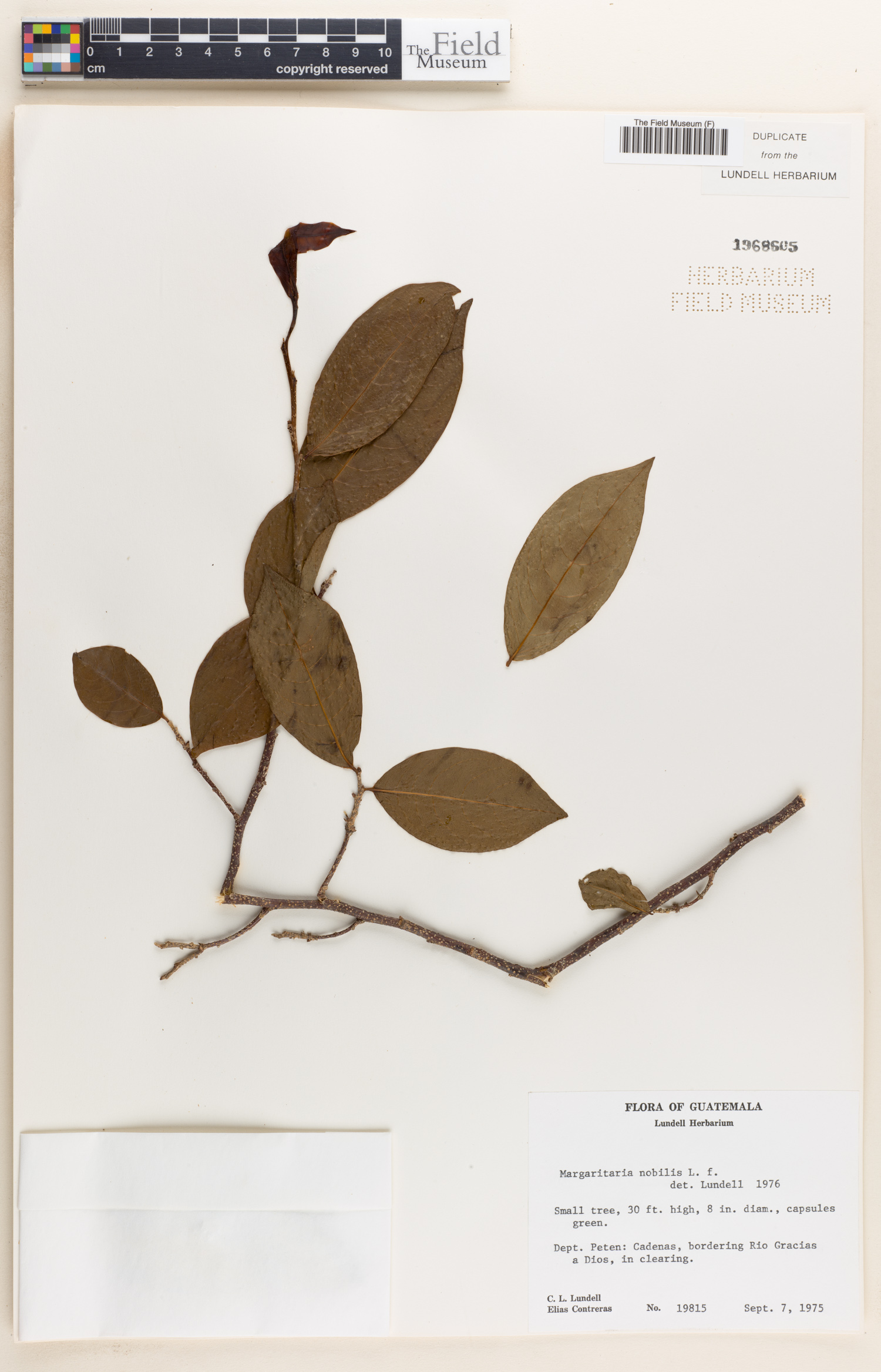 Margaritaria image