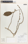 Margaritaria nobilis image