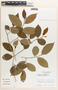 Margaritaria nobilis image