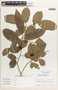 Margaritaria nobilis image