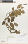 Margaritaria nobilis image