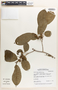 Margaritaria nobilis image