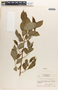 Margaritaria nobilis image