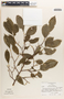 Margaritaria nobilis image